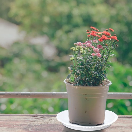 Pcs soucoupe pot - soucoupe, fleur